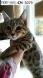Affordable bengal kittens m/f