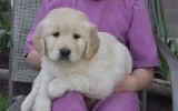 Lynch both m/f golden retriever puppies 