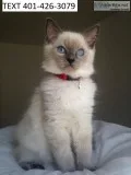 Ragdoll kittens champion bloodlines 
