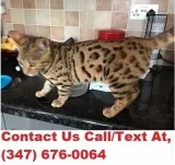 Pearson both m/f- bengal kittens