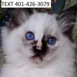 Tfgt ragdoll kittens litter trained m/f