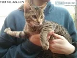 Friendly bengal kittens m/f