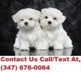 Lynch both m/f maltese puppies availabl