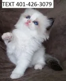 Well-socialized ragdoll kittens m/f
