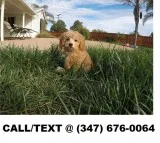 Lynch both m/f cavapoo puppies availabl