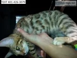 Beautiful tica bengal kitten m/f