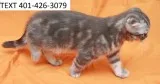 Lovely scottish fold kittens