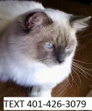 Tica registered ragdoll kittens 