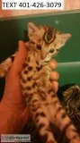 Gorgeous bengal kittens available 