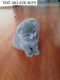 Adorable scottish fold kittens 