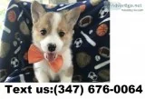 Doris m/f pembroke welsh corgi puppies