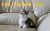Tjaksb munchkin kittens for sale 