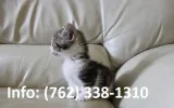 Nalhs munchkin kittens for sale 