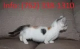 Jwprh munchkin kittens for sale 