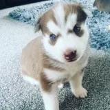  marvelous male and female husky puppies