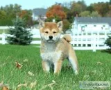  cute shiba inu puppies seeking a new an
