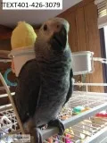 Bonded pair of african grey s