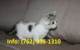 Fnsmw munchkin kittens for sale 