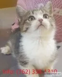 Lsiigh munchkin kittens for sale 