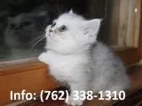 Kesyj munchkin kittens for sale 