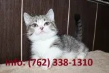 Hrpsif munchkin kittens for sale 