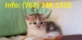 Wlahj munchkin kittens for sale 
