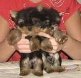  yorkshire terrier puppies now ready for