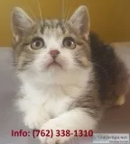 Majwp munchkin kittens for sale 