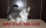 Whjk munchkin kittens for sale 
