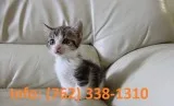 Ymwob munchkin kittens for sale 
