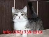 Hwapd munchkin kittens for sale 