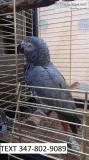 Fully weaned african grey babies