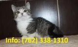 Pldmg munchkin kittens for sale 