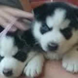  home raised male and female siberian hu
