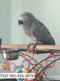 Vghf african grey tame male and female