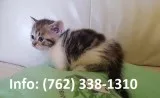 Rlosjd munchkin kittens for sale 