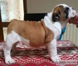 Akc male and female english bulldog pups