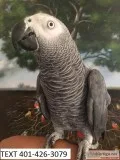 Kpfk african grey m/f parrots weaned 