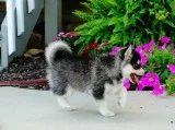 Offering : cute and super lovely pomsky 