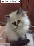 Clean himalayan kittens m/f adorable
