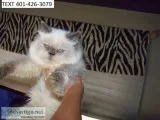 Home himalayan kittens m/f