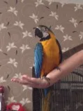 Tamed blue and gold macaw