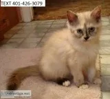 Cfa registered himalayan kittens