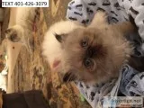 Wegdt himalayan kittens male and female