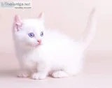 Male kitten for sale
