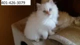 Gorgeous himalayan kittens