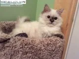 Fantastic himalayan kittens m/f 