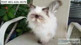 Jovial himalayan kittens m/f for easter