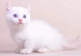Two kitten for sale