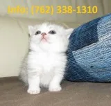 Halqod munchkin kittens for sale 